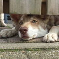 Saarlooswolfhond