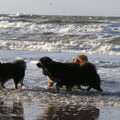 Nieuwjaarswandeling Tibetaanse Mastiff Club