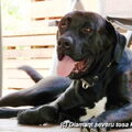 Tosa Inu Diamant severu kennel