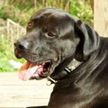 Tosa Inu Diamant severu kennel