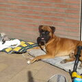 Boxer