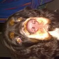 Field Spaniel