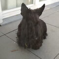 Schotse Terrier