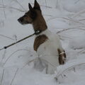 Foxterrier, gladhaar