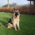 Duitse Herder