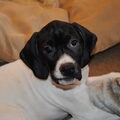 Engelse Pointer