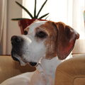 Engelse Pointer