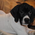 Engelse Pointer