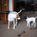 Engelse Pointer