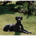 Duitse Dog