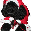 Amerikaanse Cockerspaniel
