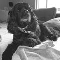 Amerikaanse Cockerspaniel