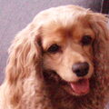 Engelse Cocker Spaniel