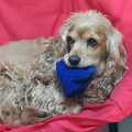 Engelse Cocker Spaniel