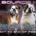 AtTheSource Amerikaanse Bulldog Kennel