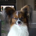 Vlinderhond