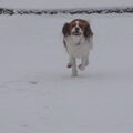 Kooikerhondje