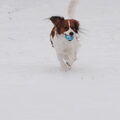 Kooikerhondje