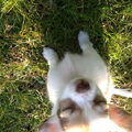 Chihuahua, langhaar