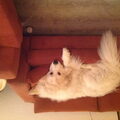 Pyreneese Berghond