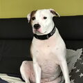 American Staffordshire Terrier