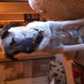 Kangal