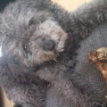 Pumi