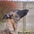 Whippet