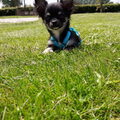 Chihuahua, langhaar