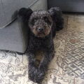 Pumi