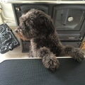 Pumi
