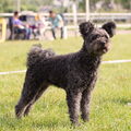 Pumi
