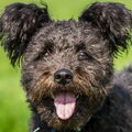 Pumi