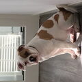 Amerikaanse Bulldog