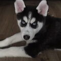 Siberian Husky