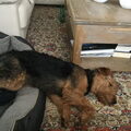 Airedale Terrier