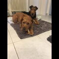 Airedale Terrier