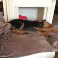 Airedale Terrier