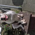 Amerikaanse Bulldog