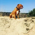 Bordeauxdog
