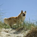 IJslandse Hond