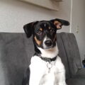 Boerenfox