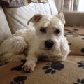 Maltezer