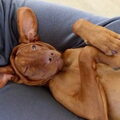 Vizsla (Hongaarse staande hond)