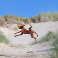 Vizsla (Hongaarse staande hond)