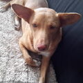 Podenco Andaluz