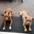 Podenco Andaluz