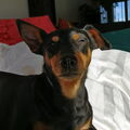 Dwergpinscher