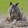 Whippet