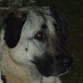 Kangal